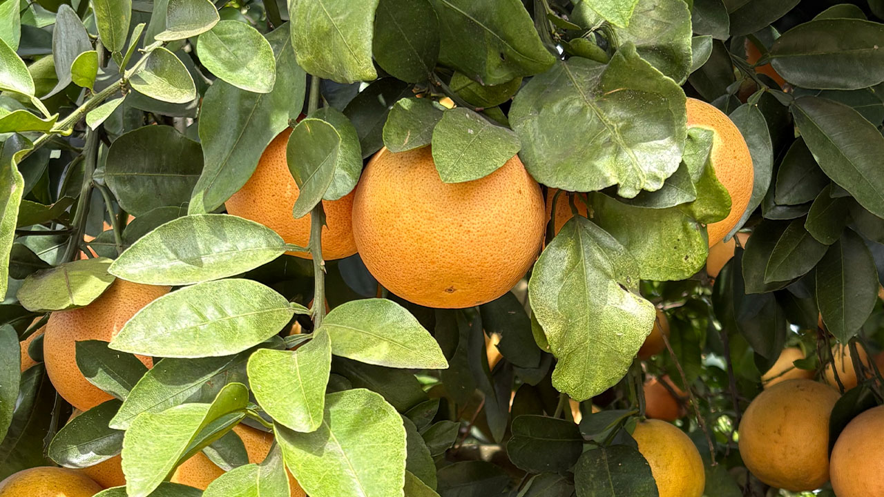 Florida drought deepens strain on citrus industry as growers battle costs, disease
