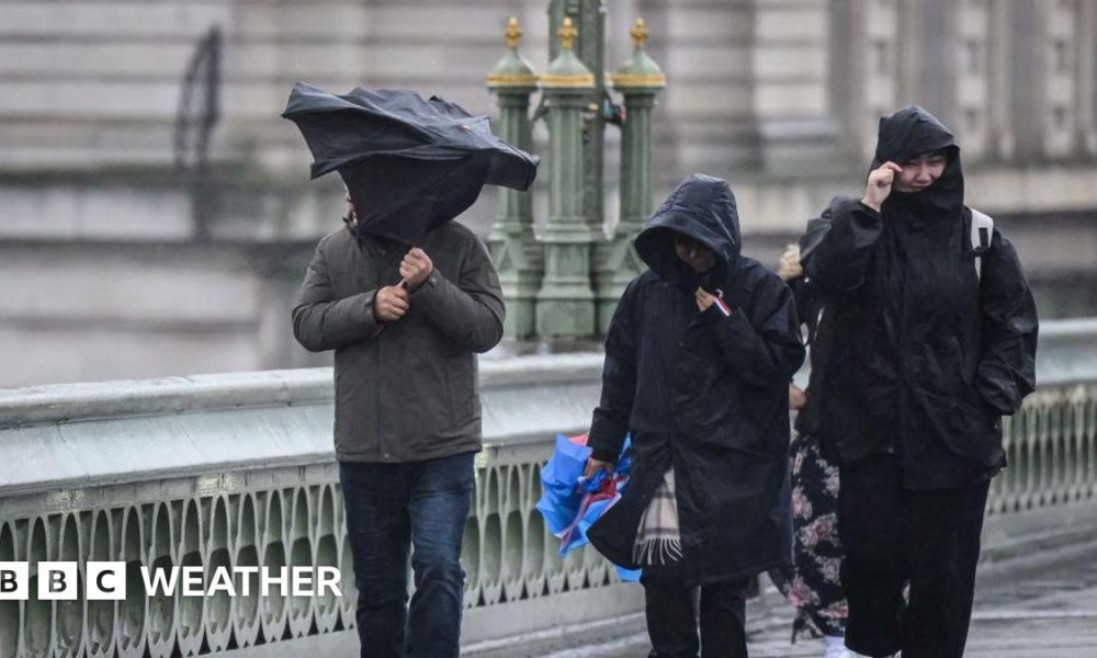 Bright yellow daffodils bow under a fresh dusting of snow.