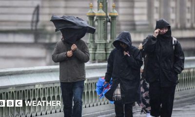 Bright yellow daffodils bow under a fresh dusting of snow.