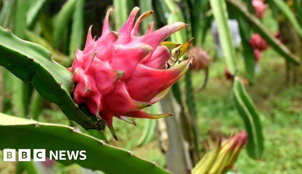 The spiky cactus fruit giving Indian farmers a cash boost