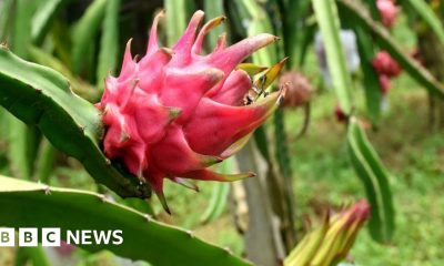 The spiky cactus fruit giving Indian farmers a cash boost