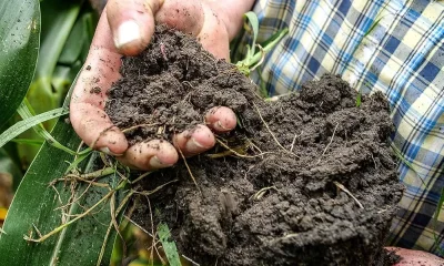 Regenerative agriculture benefits crops and biodiversity