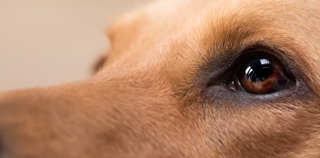 Can animals sense earthquakes?