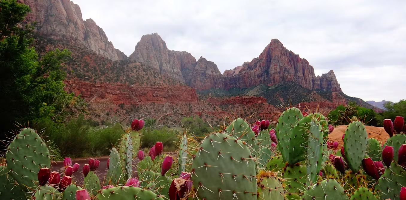 Cacti may help explain a centuries-old mystery of evolution