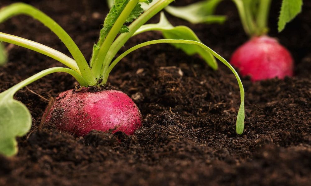 The link between healthy soil and a healthy body