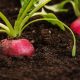 The link between healthy soil and a healthy body