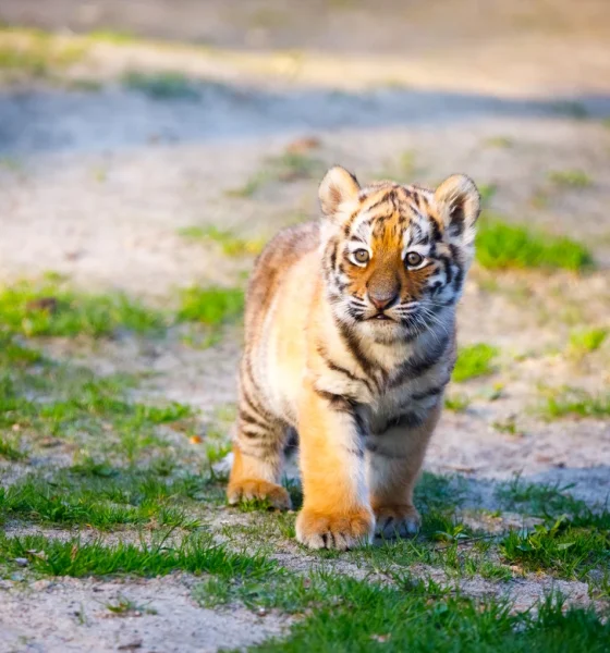 Tracking The $13.61B Lone Pine Capital Portfolio - Q4 2025 Update