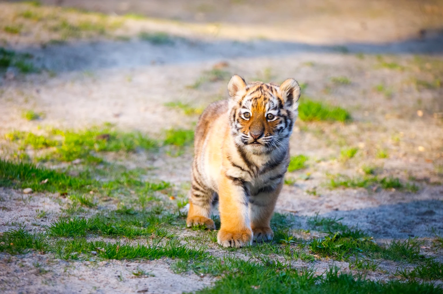 Tracking The $13.61B Lone Pine Capital Portfolio - Q4 2025 Update