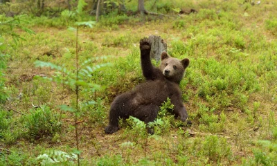 Dip-Buyers Ride Longest Negative Signal Since 2022 To Next Tactical Bottom