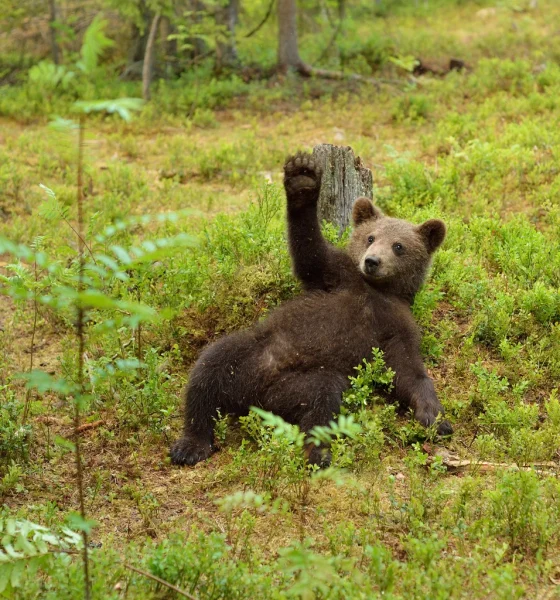 Dip-Buyers Ride Longest Negative Signal Since 2022 To Next Tactical Bottom