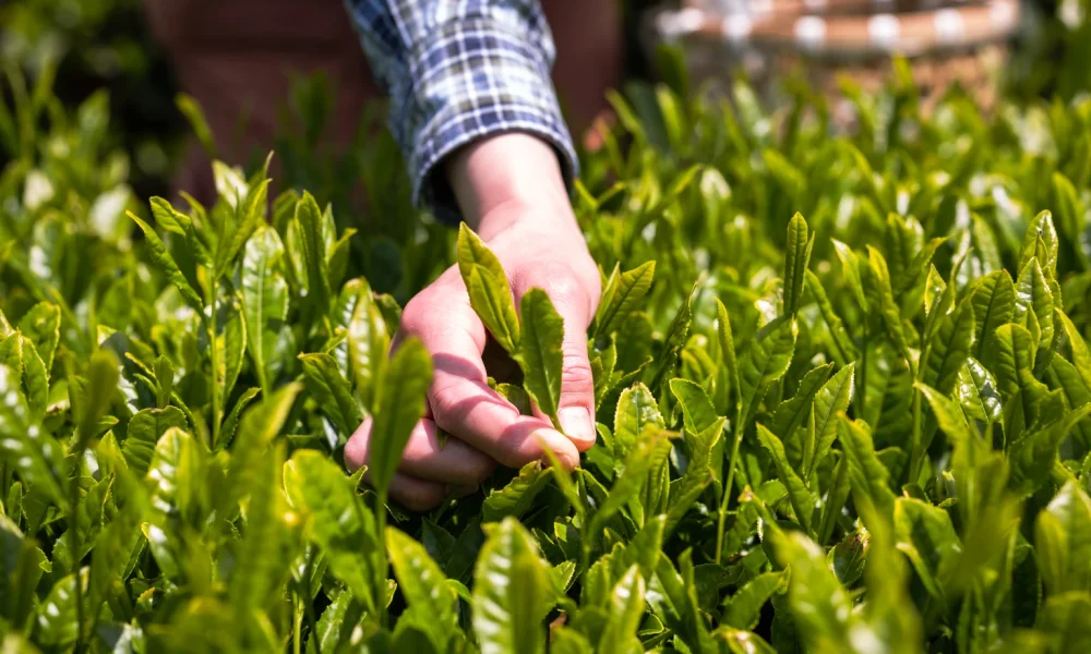 Alamo Group: Shares Are Cheap, But Not Cheap Enough For An Upgrade