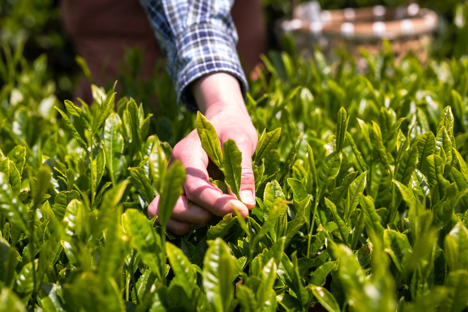 Alamo Group: Shares Are Cheap, But Not Cheap Enough For An Upgrade