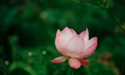 Nvidia: AI Is Here To Stay, And The Fear Is Misplaced (Rating Upgrade)