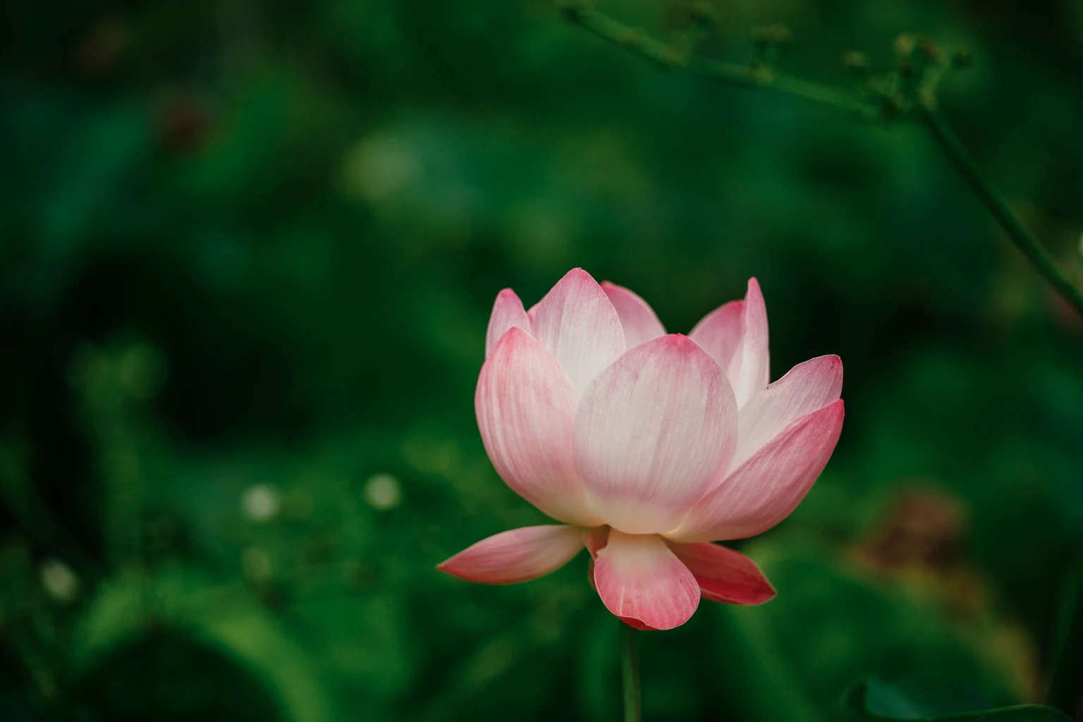 Nvidia: AI Is Here To Stay, And The Fear Is Misplaced (Rating Upgrade)