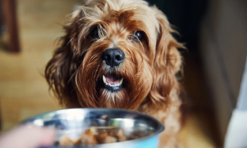 Chewy: A Defensive Staple For An Uncertain Economy