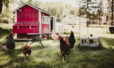 Vital Farms: The Egg Story Isn't Broken