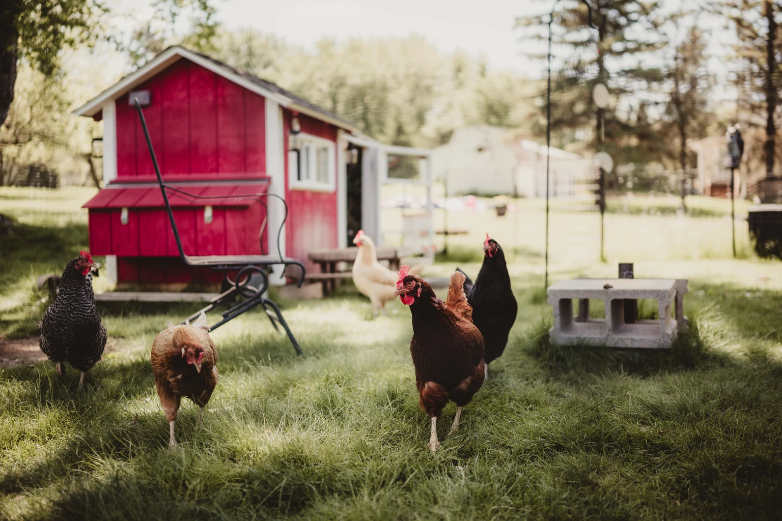 Vital Farms: The Egg Story Isn't Broken