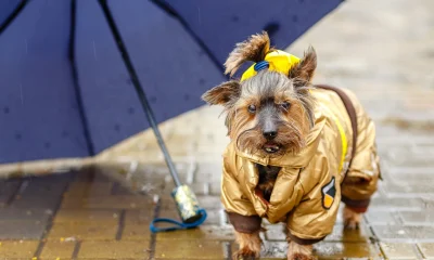 DGRO: The Perfect Dividend ETF To Navigate The Storm (NYSEARCA:DGRO)