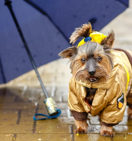 DGRO: The Perfect Dividend ETF To Navigate The Storm (NYSEARCA:DGRO)