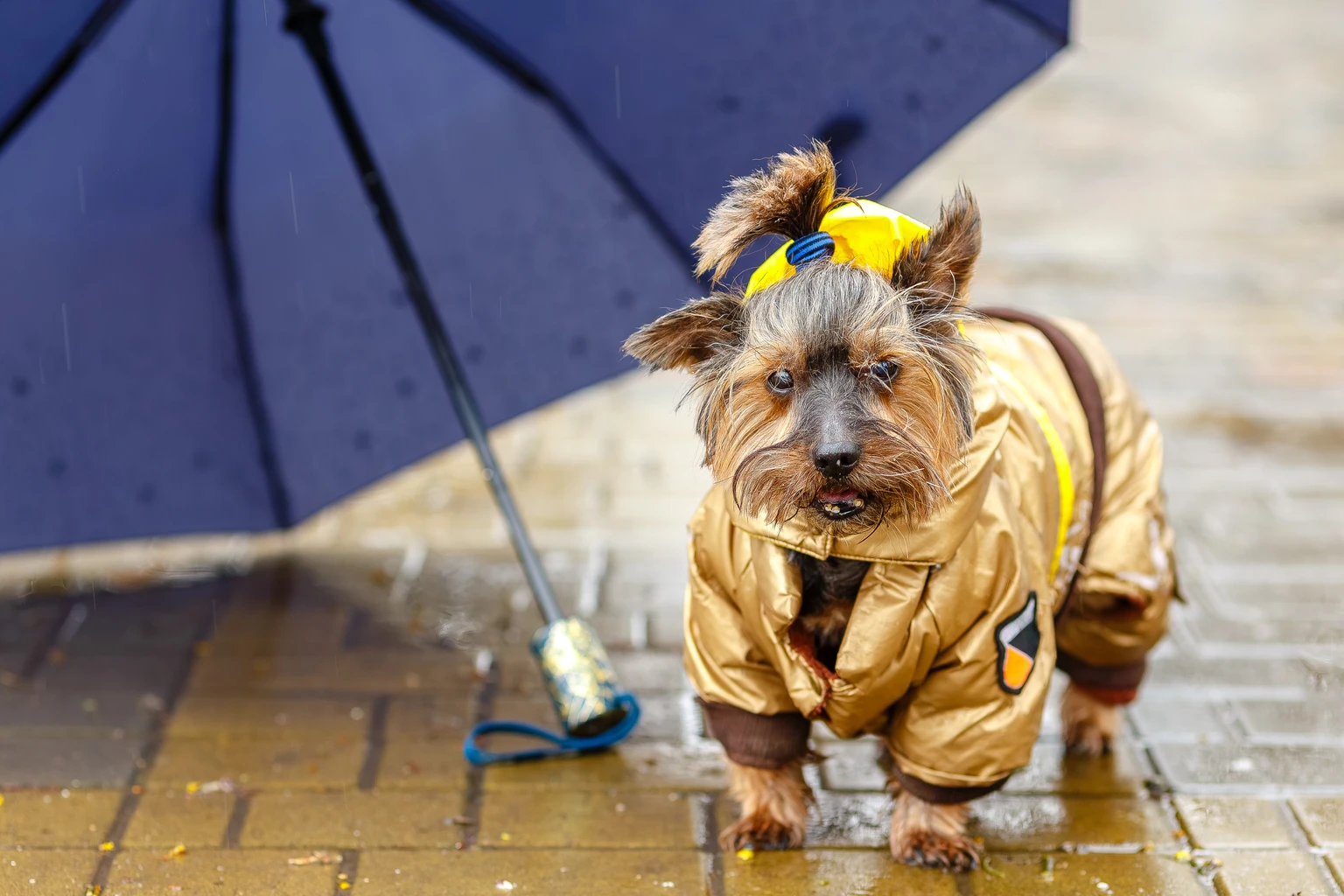 DGRO: The Perfect Dividend ETF To Navigate The Storm (NYSEARCA:DGRO)