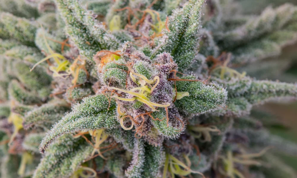 Village Farms Stock (VFF): Strong Q4 Performance, But Cannabis Sector Remains Weak