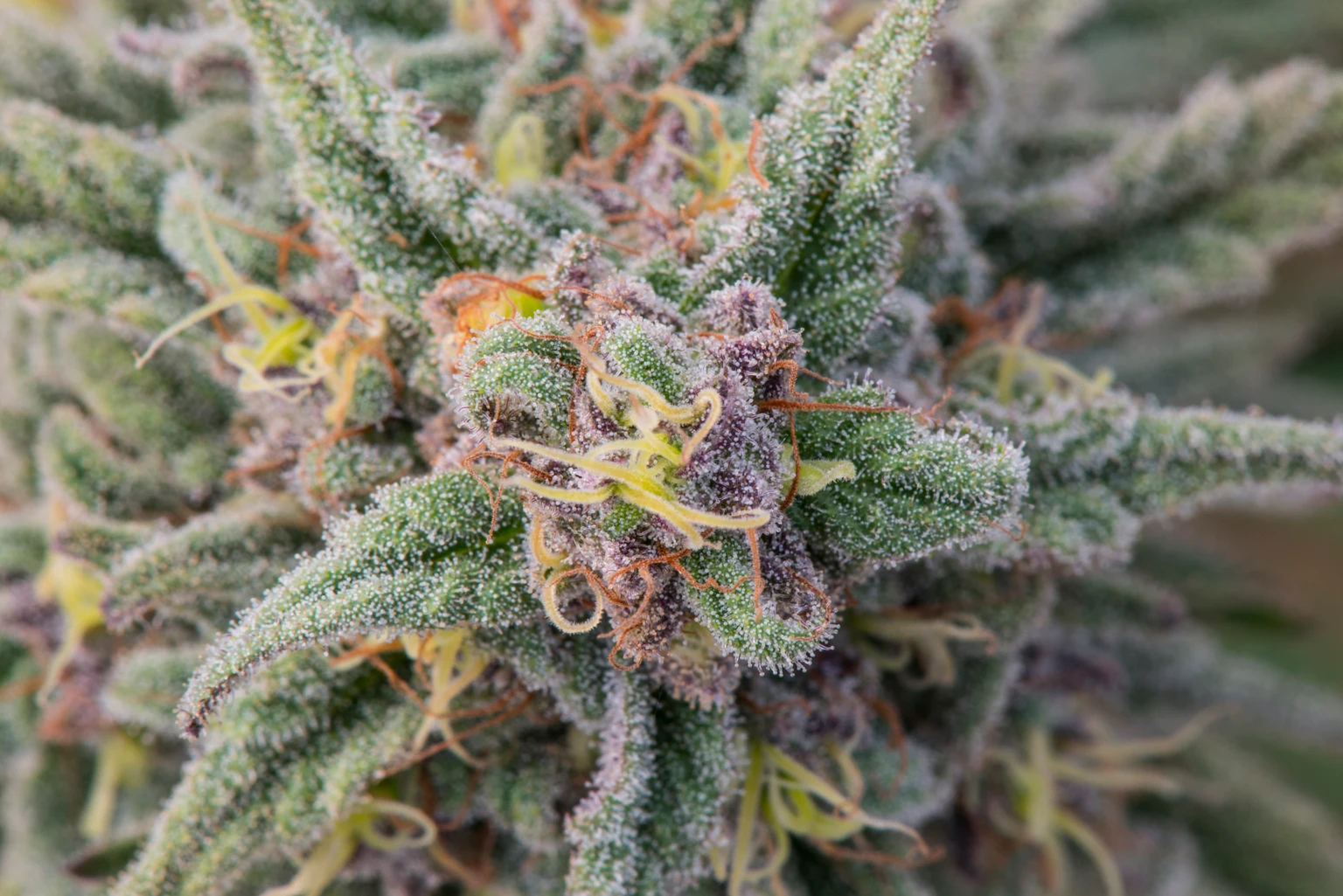 Village Farms Stock (VFF): Strong Q4 Performance, But Cannabis Sector Remains Weak