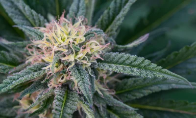 Cresco Labs Will Remain Undervalued Without Any New Synergies (Rating Downgrade)