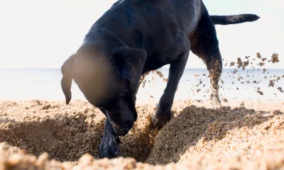 24 Safer Buys From 10 Years Of Dogcatcher Digging