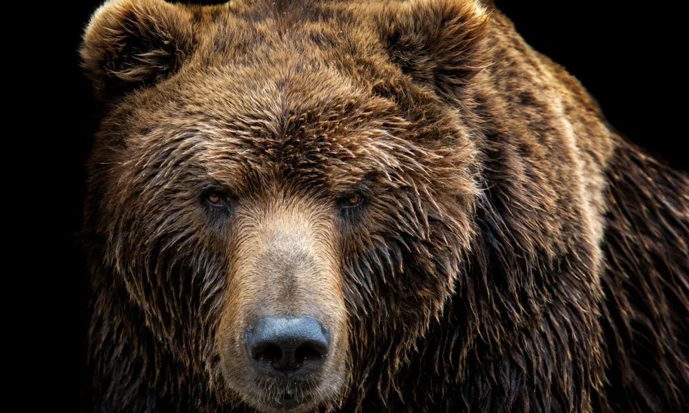 The Next Bear Market May Have Just Begun