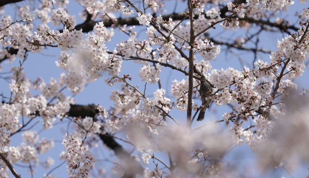 Locals make the most of Tokyo's spring sunshine to enjoy the cherry blossom sweeping across parts of the capital. Fewer people are out in the streets than normal because of the coronavirus.