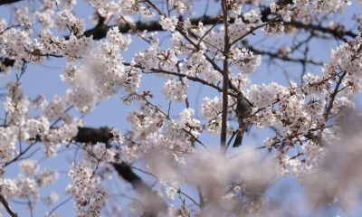 Locals make the most of Tokyo's spring sunshine to enjoy the cherry blossom sweeping across parts of the capital. Fewer people are out in the streets than normal because of the coronavirus.