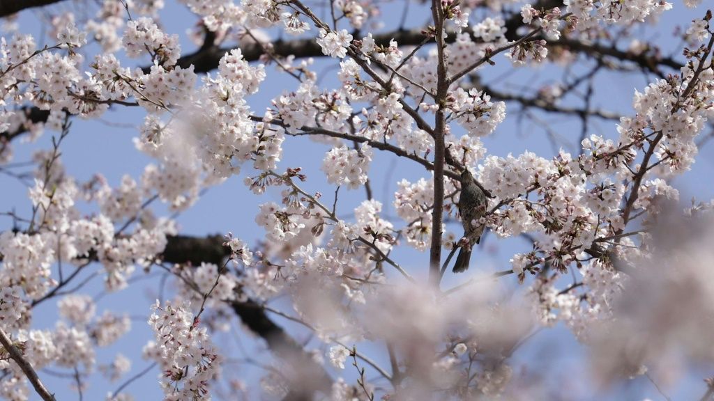 Locals make the most of Tokyo's spring sunshine to enjoy the cherry blossom sweeping across parts of the capital. Fewer people are out in the streets than normal because of the coronavirus.