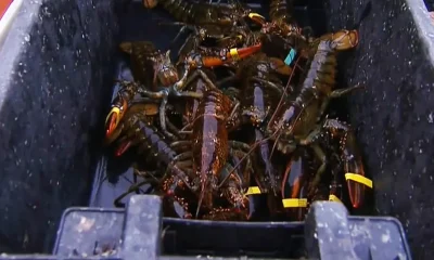 Harsh winter rocks Maine lobstermen