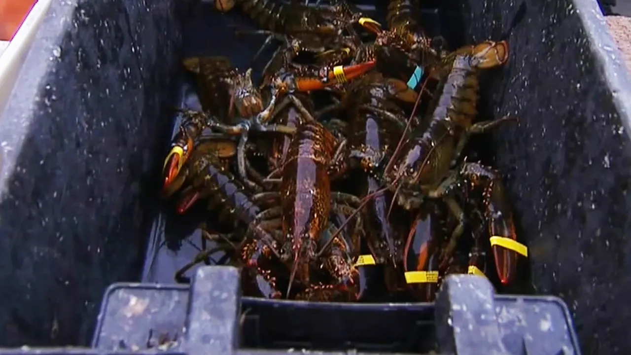 Harsh winter rocks Maine lobstermen