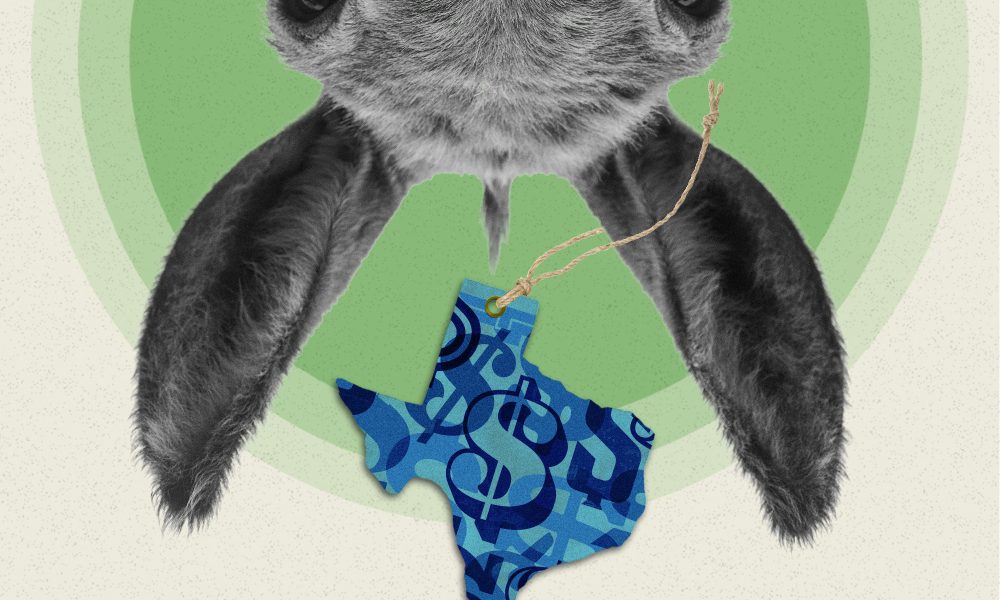 Dems aren’t sure whether to actually spend big to flip Texas