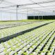 Best Water-Soluble Fertilizer Companies for Hydroponics