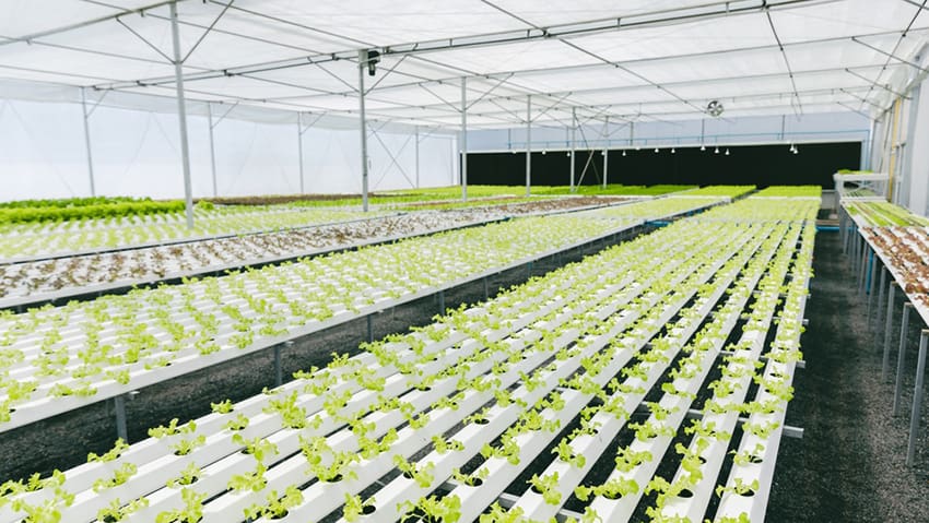 Best Water-Soluble Fertilizer Companies for Hydroponics