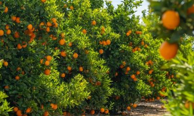 From Farm to Freezer Leader