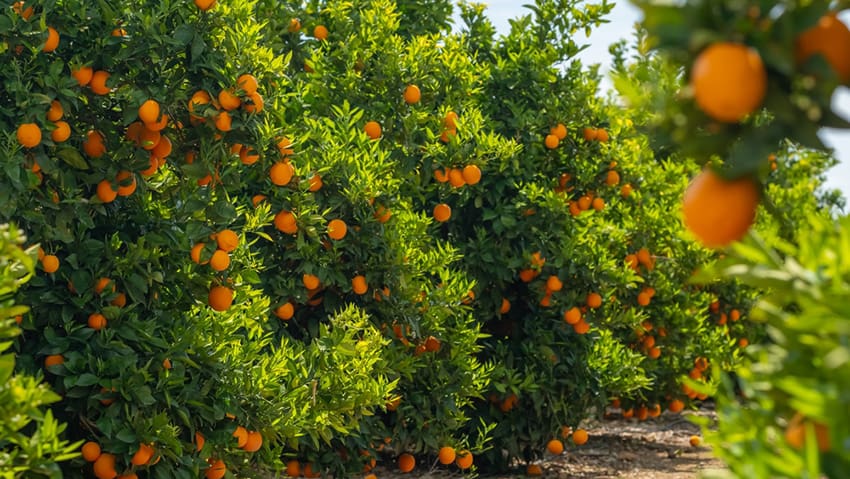 From Farm to Freezer Leader