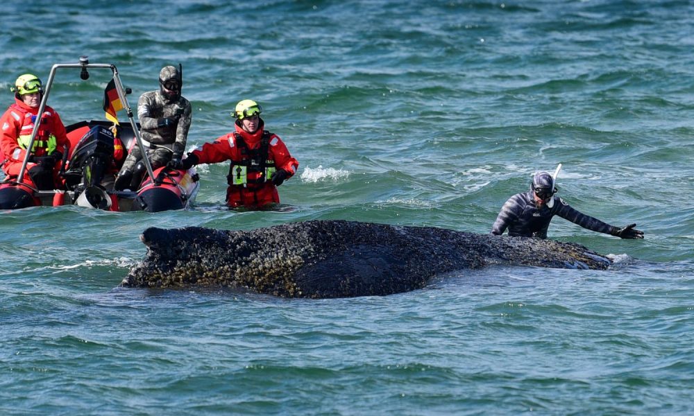Stranded whale rescue running out of time as 'exhausted' humpback remains stuck in Baltic Sea | World News