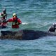 Stranded whale rescue running out of time as 'exhausted' humpback remains stuck in Baltic Sea | World News