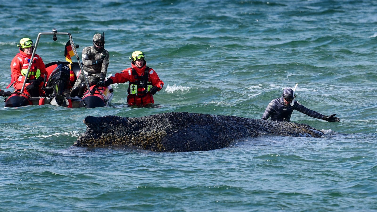 Stranded whale rescue running out of time as 'exhausted' humpback remains stuck in Baltic Sea | World News