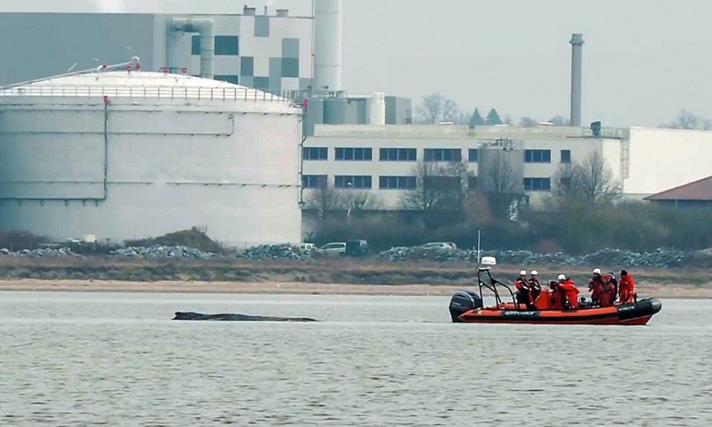 The whale as become stranded again. Pic: AP