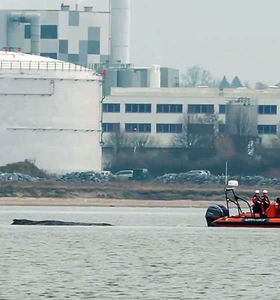 The whale as become stranded again. Pic: AP