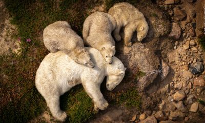 Family Rest by Christopher Paetkau, from Canada. Pic: National History Museum