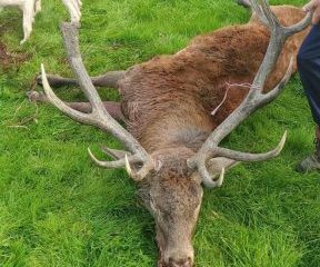 A large dead stag laid on the grass with a hound behind it