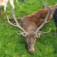 A large dead stag laid on the grass with a hound behind it
