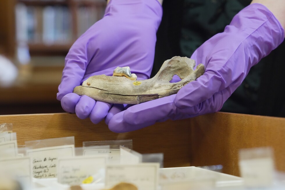 Scientists trace dogs' history using the oldest genes ever studied