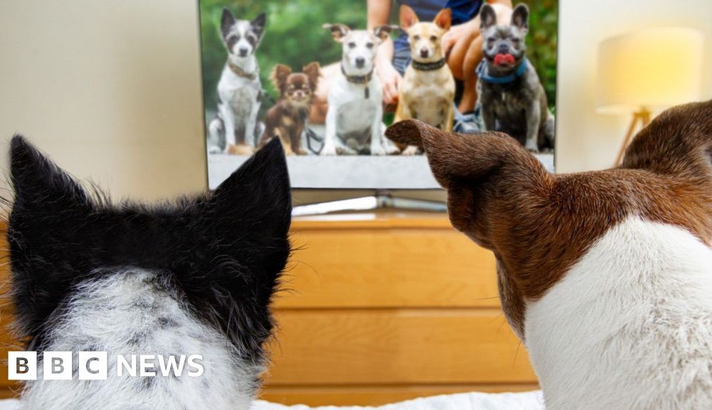 TV for dogs booms but are they watching?