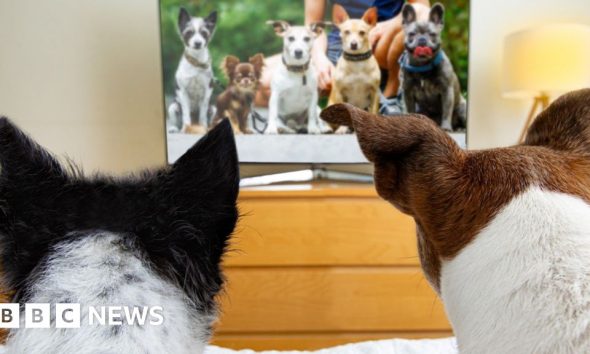 TV for dogs booms but are they watching?